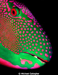 Parrotfish portrait, taken at night in the Maldives by Michael Gallagher 